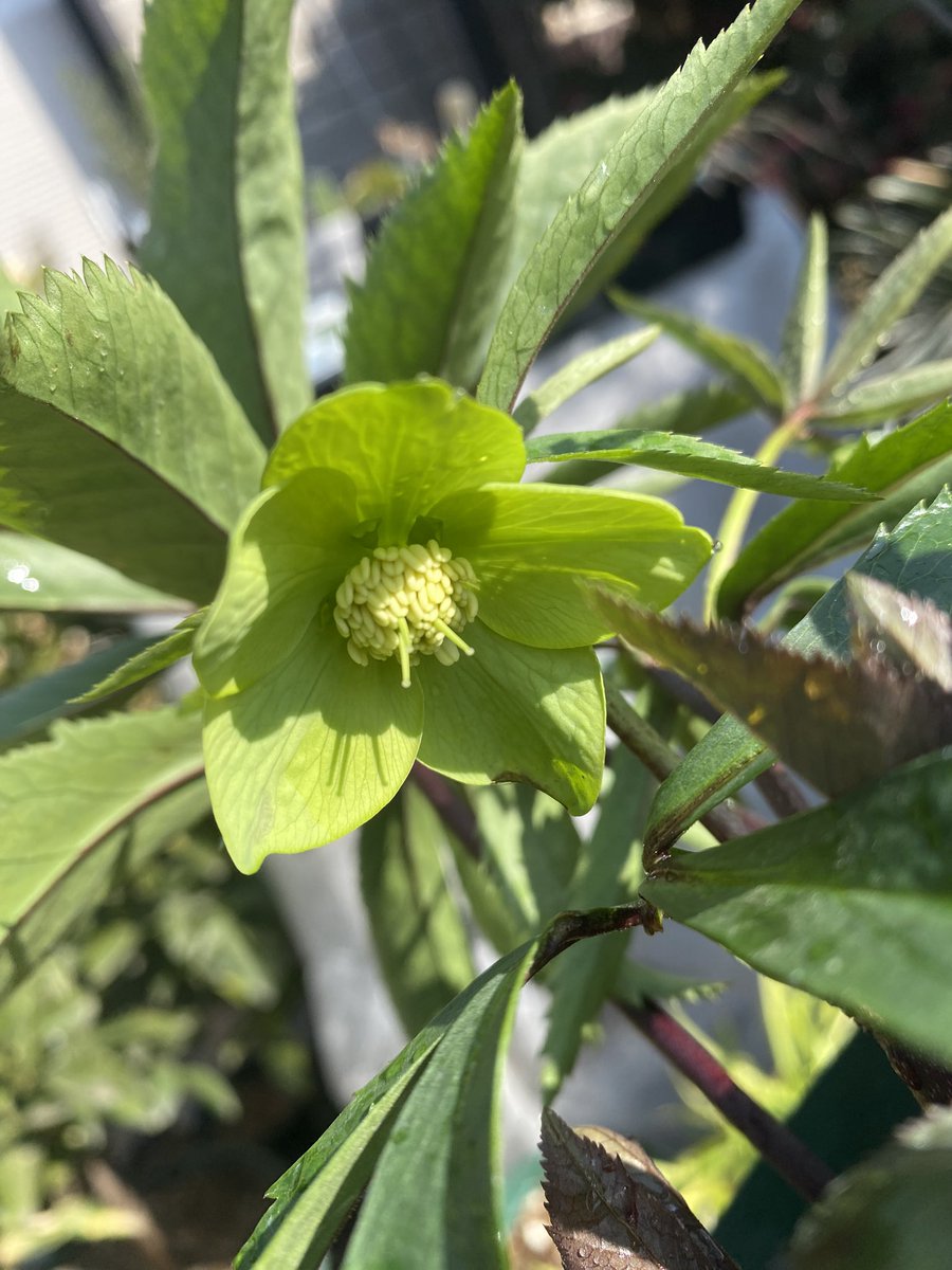 原種クリスマスローズが咲いた！ #なおっしー花壇 #クリスマスローズ