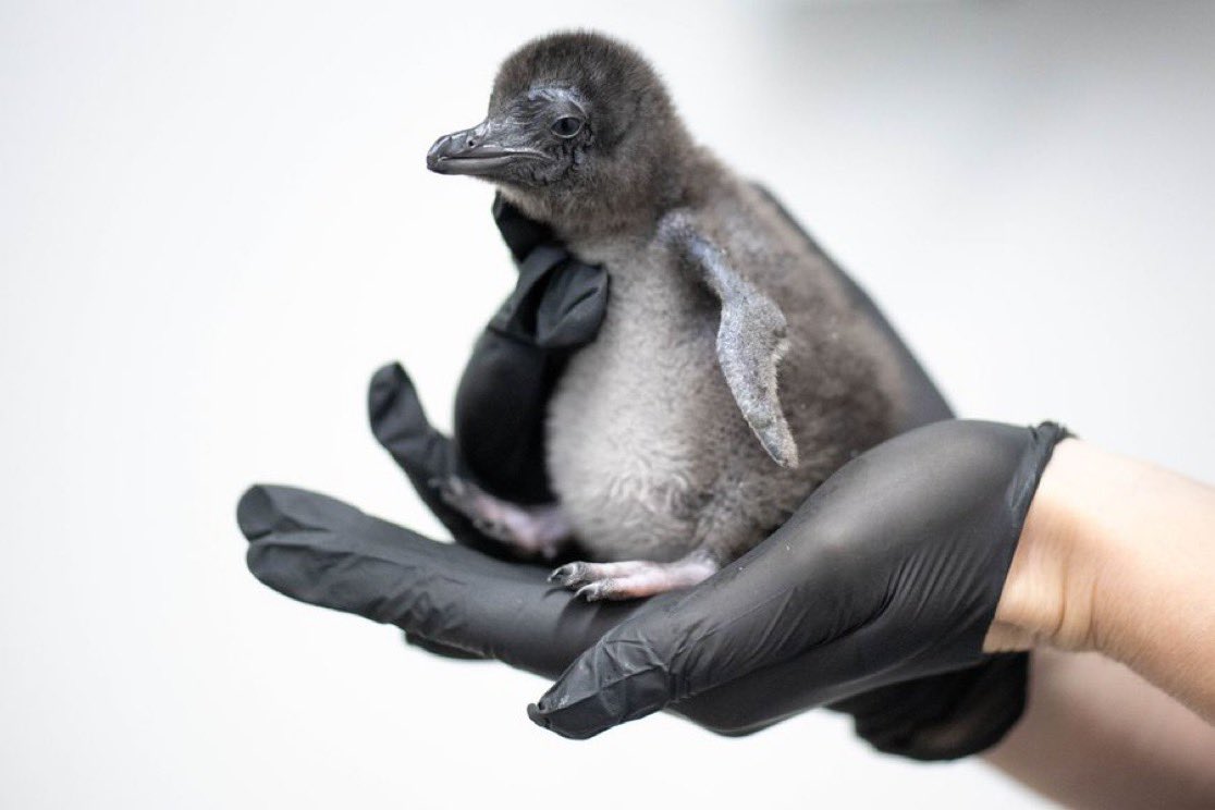 QuorumPatriot's tweet photo. @Ga__ke SAVING SOME PENGUINS $henry https://t.co/YIwwg6AbNZ
