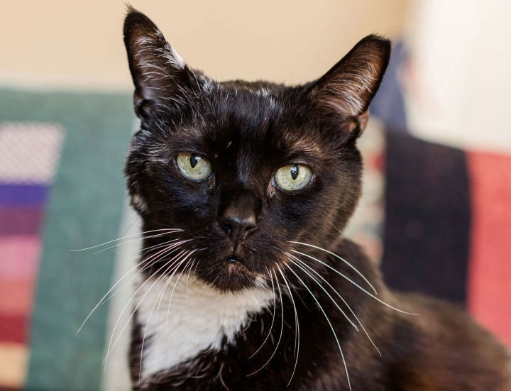 👉🏽SENIOR ALERT🙏🏾PLZ SHARE
💘Sweet 12YO #Senior Black &amp; White Kitty OSCAR💘
📢Needs A Calm #FureverHome🏡 As Your 1  &amp; Only Pet
▶️cattownoakland.org/adopt?catId=21…
🙏🏽#AdoptDontShop🍀#AdoptABlackCat
#Oakland, #CA #SF #SpecialNeeds
▶️form.jotform.com/cattownoak/ado…
✅Adults #RehomeHour #US #Cats
