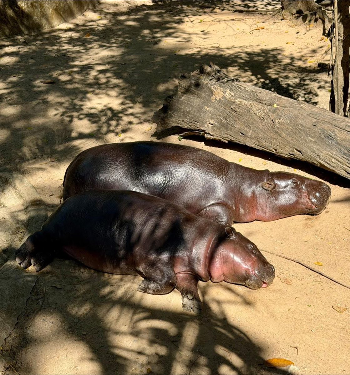 เด้งยัง กินอิ่ม นอนอุ่น อยู่น้าา 🥰

#สวนสัตว์เปิดเขาเขียว #หมูเด้ง