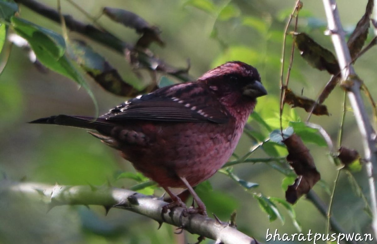 GuideBirding's tweet photo. Spot Winged Rosefinch https://t.co/5UPvNYNN4s