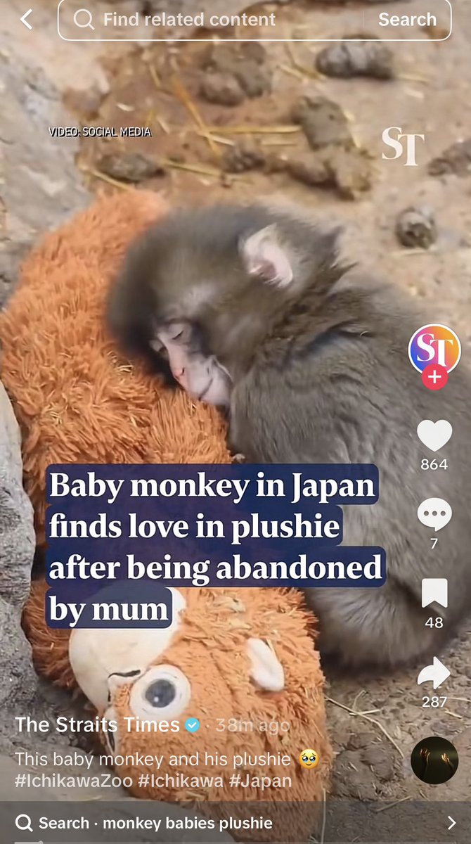 minutes ago, Singapore’s largest newspaper is also beginning to post about $Punch 👀 to its 1 million followers and on TikTok too! 🤯

millions 👊 must 🤝 fall in love ❤️

 #がんばれパンチ