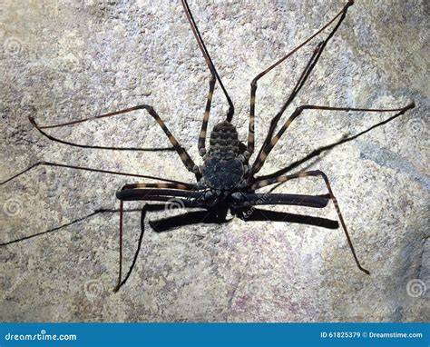 Gogmazios tweet media