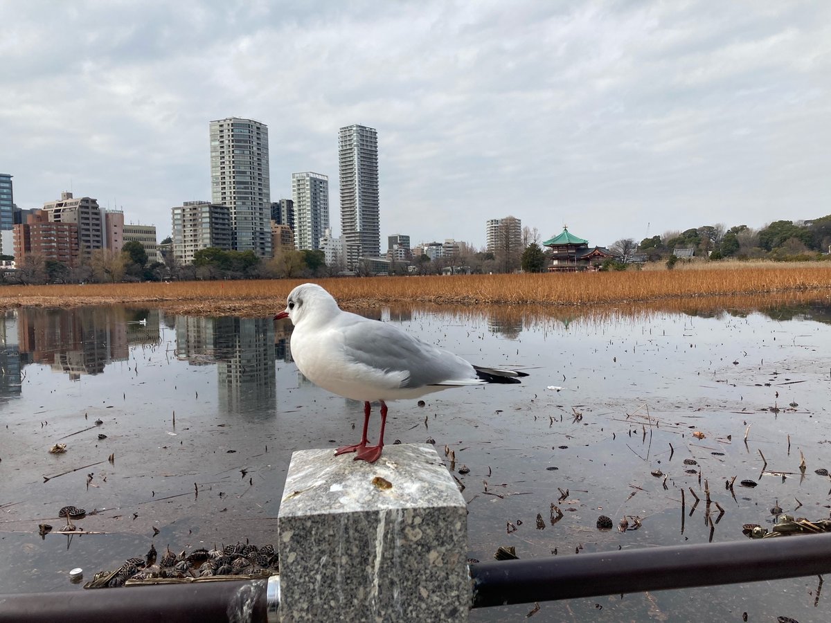 kitako2's tweet image. 本日の上野不忍池〜湯島天神