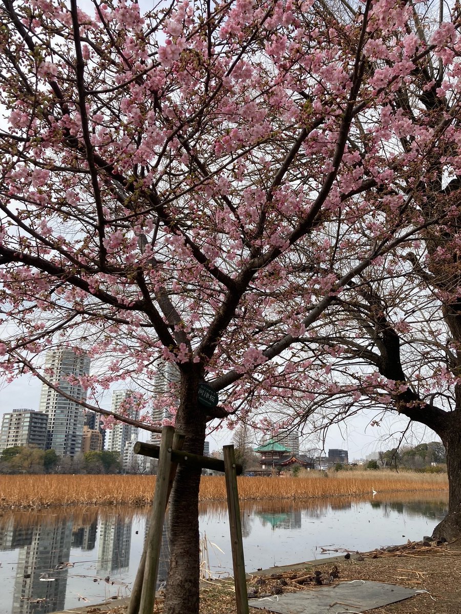 kitako2's tweet image. 本日の上野不忍池〜湯島天神