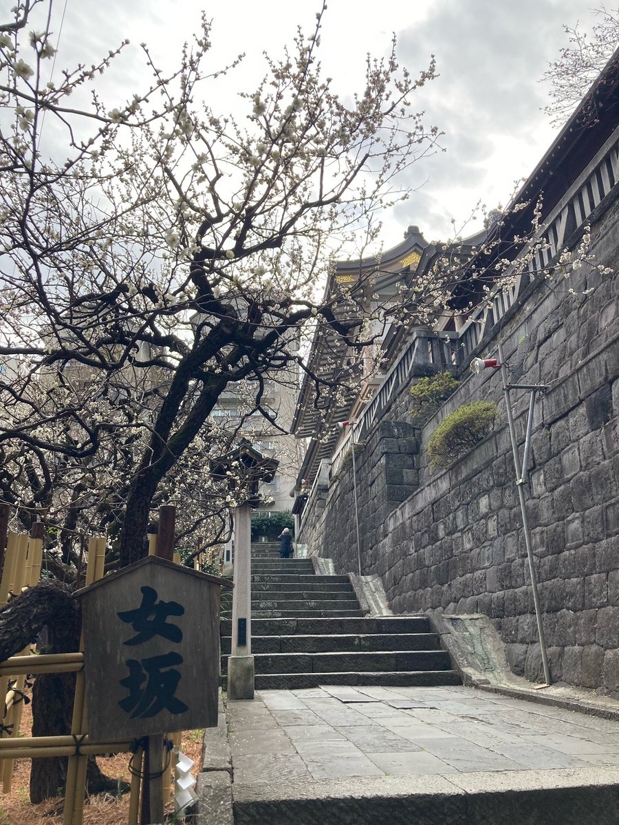 kitako2's tweet image. 本日の上野不忍池〜湯島天神