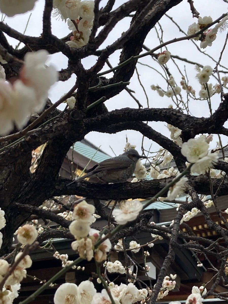 kitako2's tweet image. 本日の上野不忍池〜湯島天神