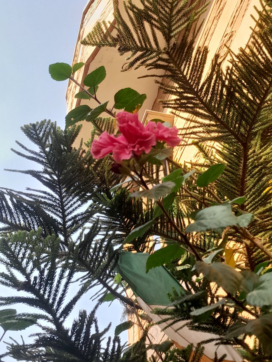 bts_deprived's tweet photo. #FlowerForHobi #Hobiuary #HopeMonth https://t.co/AY9DJdVbOX