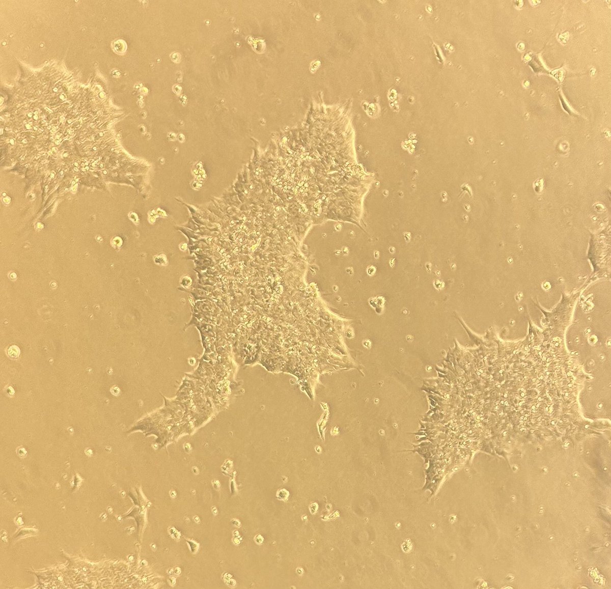 First in my bloodline to pursue a PhD in neuroscience on a full scholarship, while living abroad 🧠🔬✨