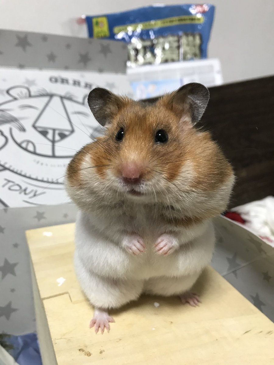 HaruchibonMom's tweet photo. ムキムキちった https://t.co/146KssNCdV