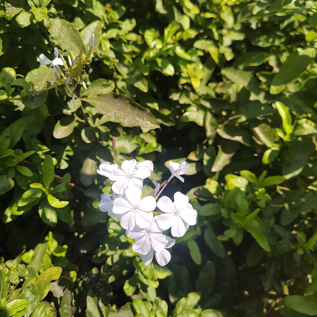 bts4eveerr's tweet photo. #FlowerForHobi #Hobiuary #HopeMonth https://t.co/HD6oOmOQC8