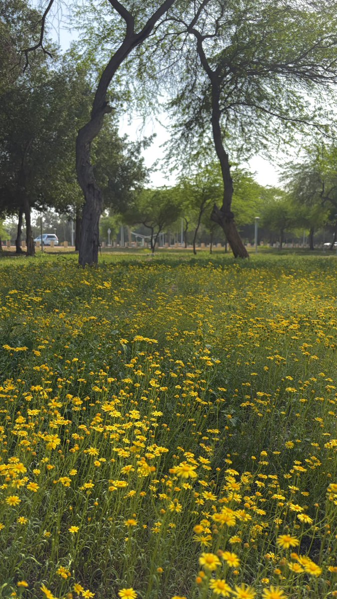 ‏قشطهَ tweet media