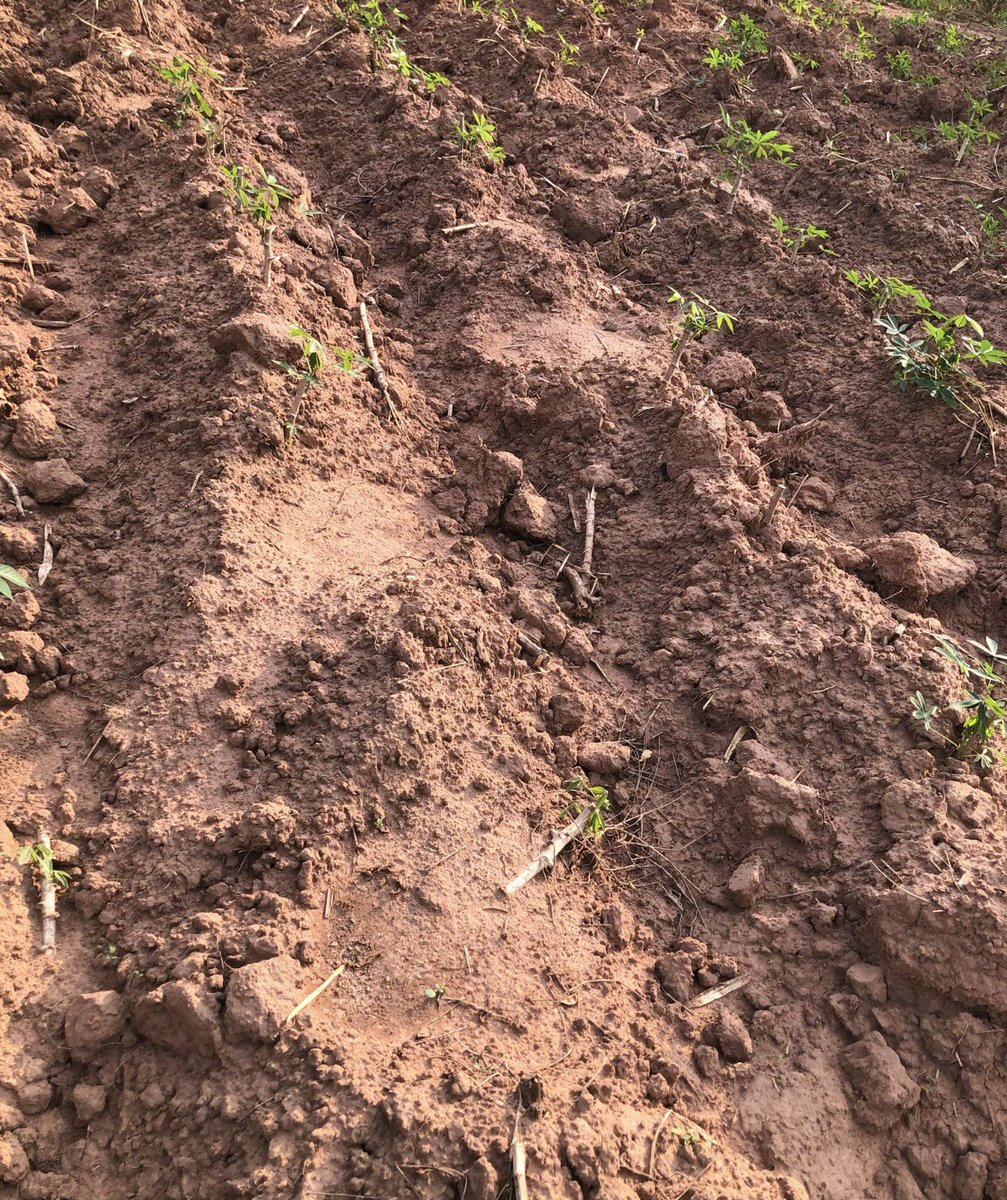 เขาไม่รู้หรอกว่าต้นไหนของคนของป่า เราแค่ต้องเข้าใจเขาให้มากๆ คำหนึ่งที่ได้ยินจากพ่อ “กินไปเถอะกินเท่าไหร่ก็กิน” สุดท้ายเขาก็แค่ออกหากินเลี้ยงชีวิตเขา  
#สีดอหูพับ #สีดอหูพับต้องไม่ตายฟรี