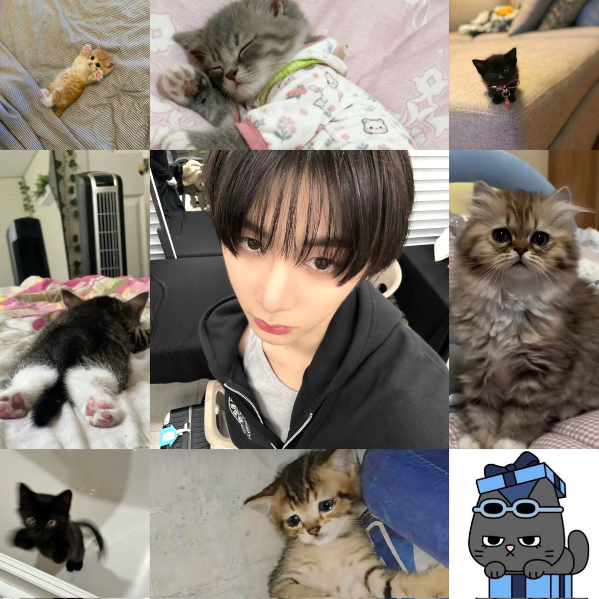 my taesan variants (tp isinya kucing semua)