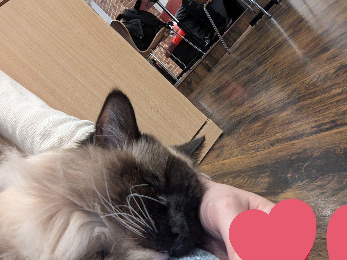imi_ika_'s tweet photo. 確か1月の記憶🎥🐱 https://t.co/3rg9LSwECe