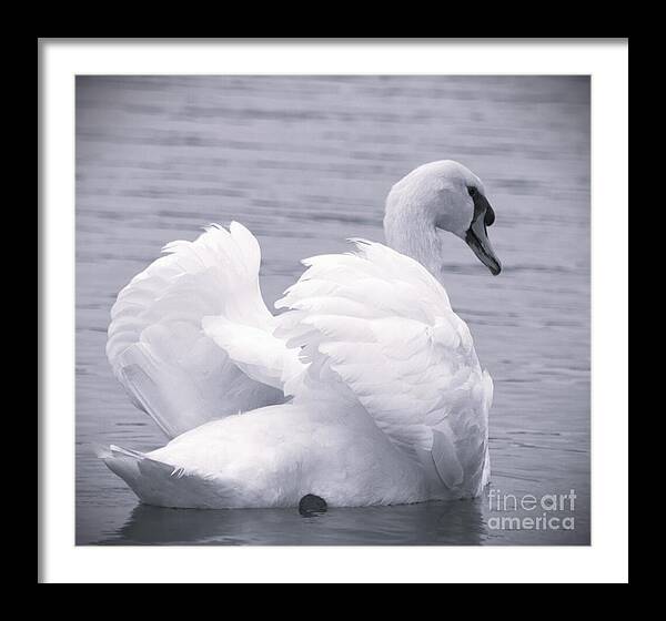 JoanneCarey64's tweet image. "Graceful Mute Swan in Black and White" #FramedPrint 🦢 On #Sale for 23 more hours... 
#wildlifephotography #muteswan #blackandwhitephotography #naturelovers #gifts 

Find this lovely image in the Swan collection in my shop... 3-joanne-carey.pixels.com