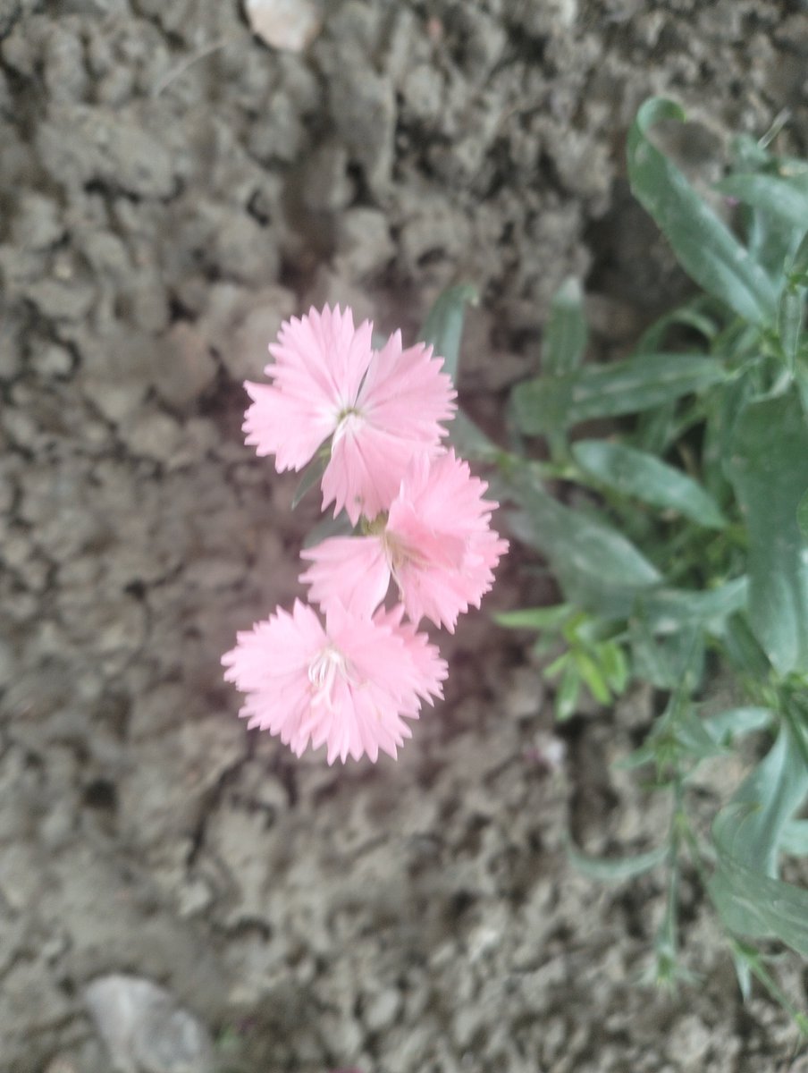 19DaysQ's tweet photo. #FlowerForHobi #HopeMonth #hobiuary https://t.co/FJg9W24jWk