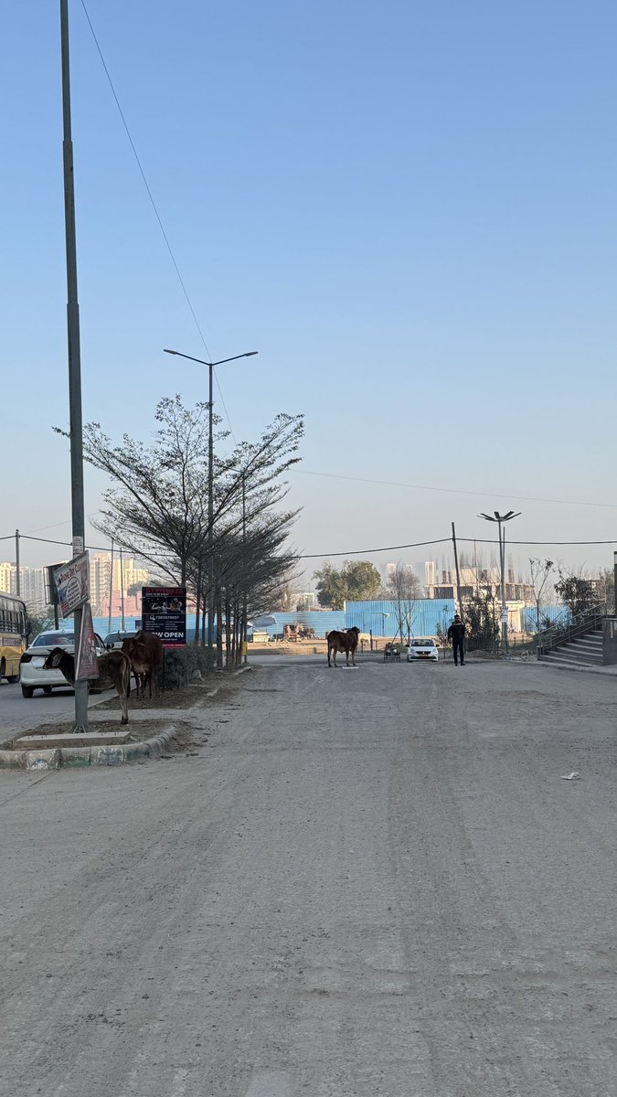 Sector 79 Gurugram roads are not being cleaned regularly. Stray cattle and dust have made the situation unsafe and unhygienic.

immediate interven for proper cleaning and removal of cattle from sector roads. <a href="/IAS_Pradeep_001/">Pradeep Singh Malik, IAS</a> <a href="/MCManesar/">Municipal Corporation Manesar</a> <a href="/DC_Gurugram/">DC Gurugram</a> <a href="/cmohry/">CMO Haryana</a>  <a href="/CPCB_OFFICIAL/">Central Pollution Control Board</a>