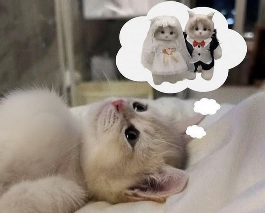 Miaw's tweet photo. https://t.co/NxHuDOTIqj