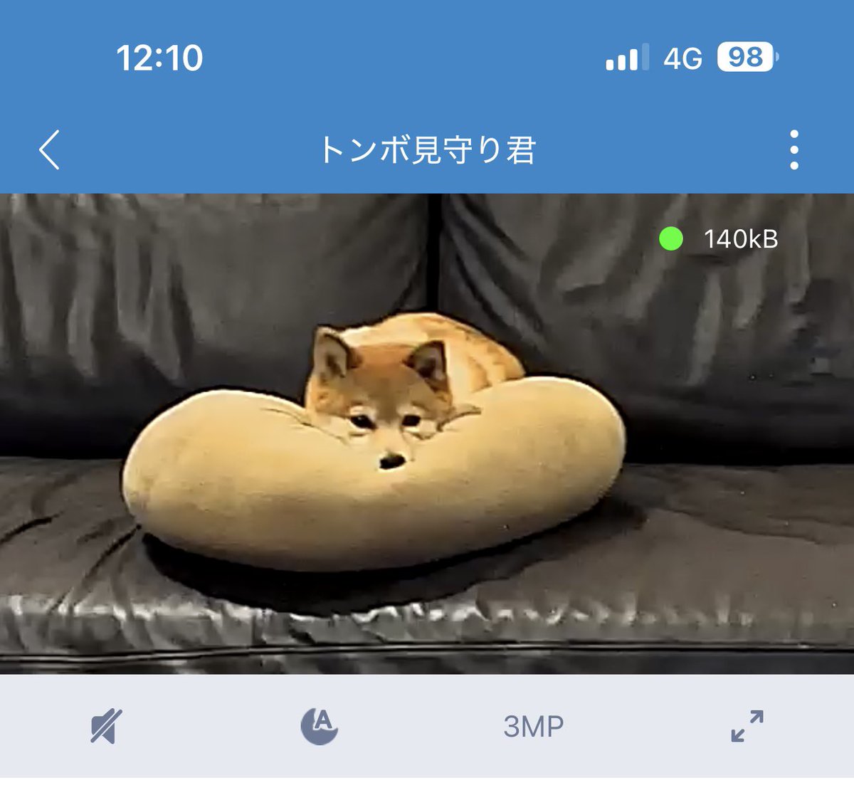 トンボ tweet media