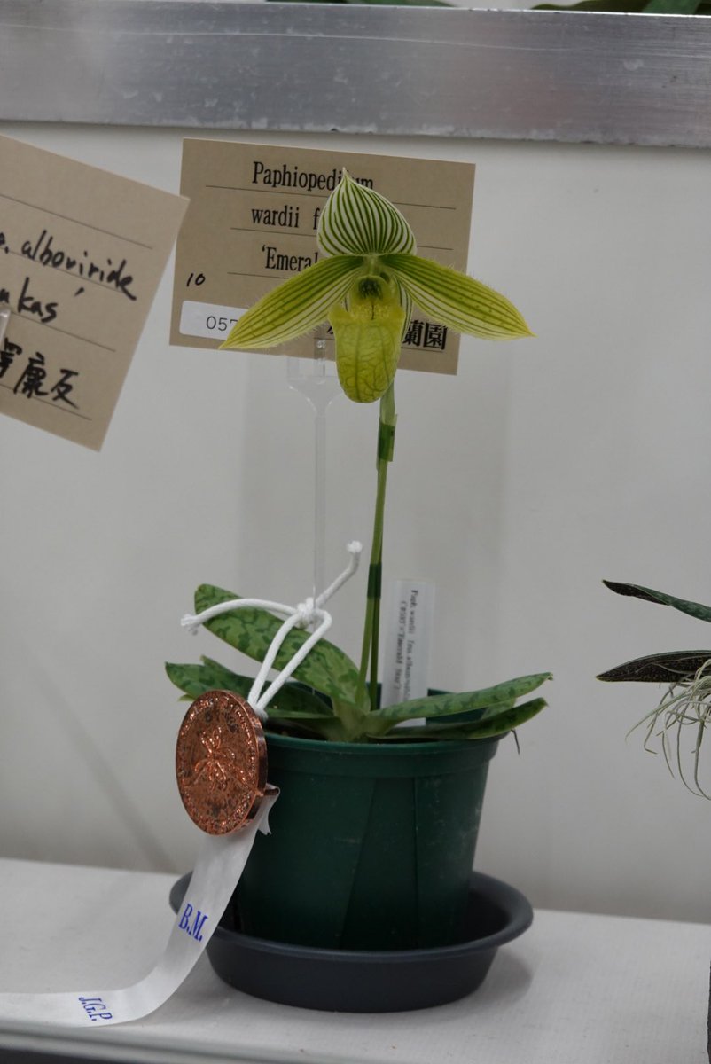 oikawa_orchids's tweet photo. 世界らん展にお越しいただきました皆様、誠にありがとうございました。とても楽しい時間を過ごさせていただきました。栽培に関して疑問やご不明な点がございましたら、些細なことでもご遠慮なく下記のメールアドレスまでご連絡ください。今後ともよろしくお願いいたします。
oikawaorchids@gmail.com https://t.co/q7dwV79X20