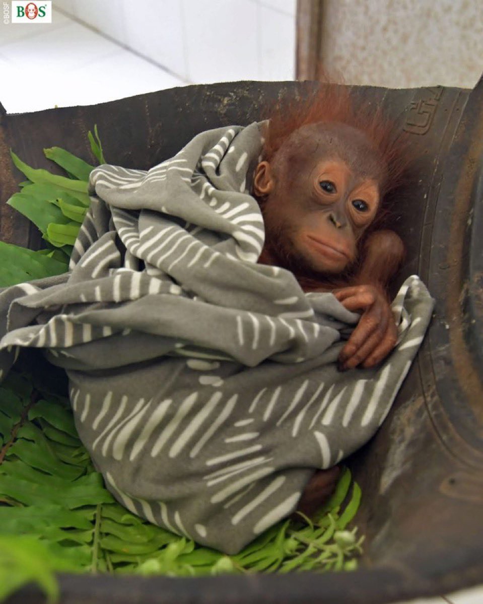 fortnite🍌 (@blutbaer) on Twitter photo 