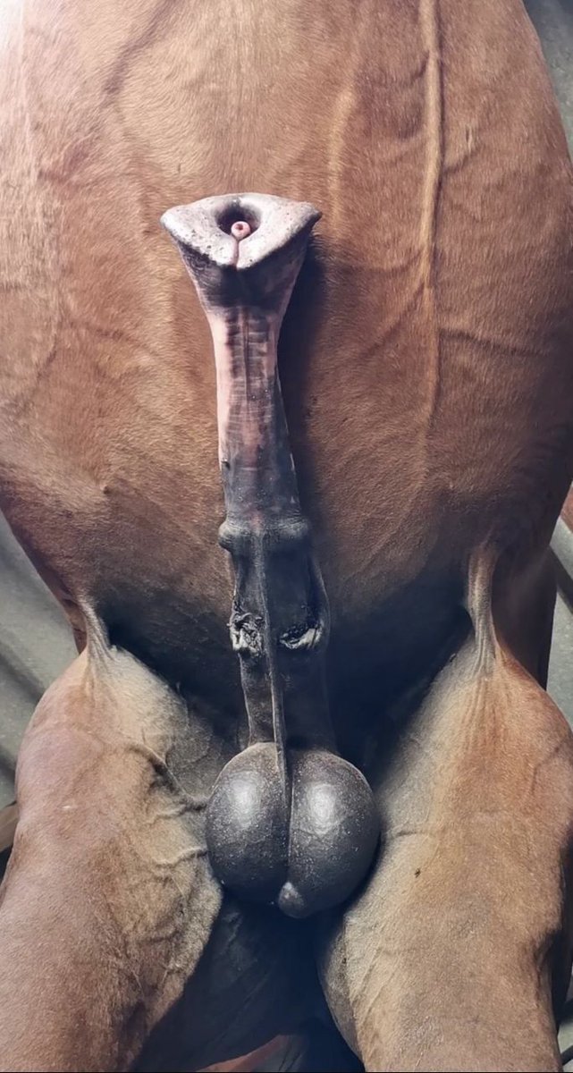 RCX69's tweet photo. I need real horsecocks! #horsed https://t.co/EWMBCdIVaV