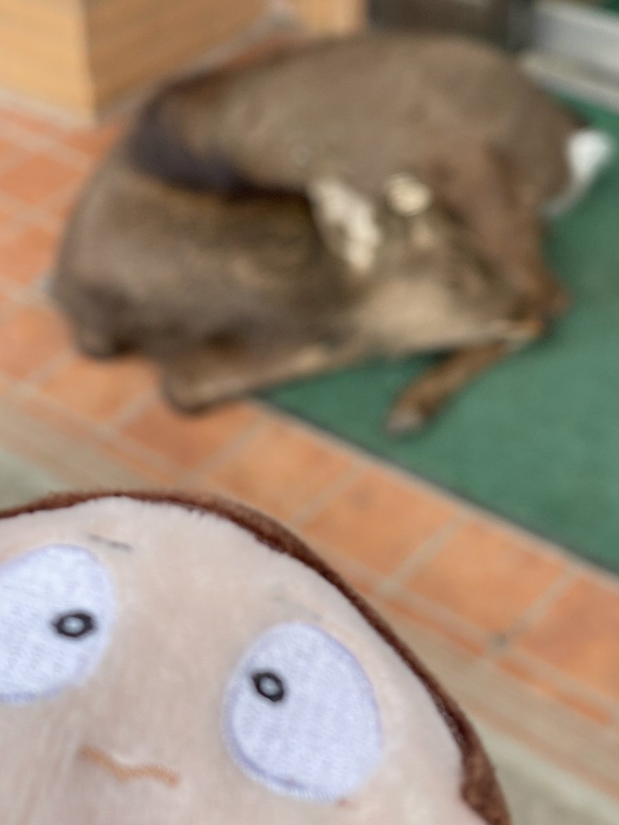 鹿、ぬいだよ。
ぬい、鹿だよ。