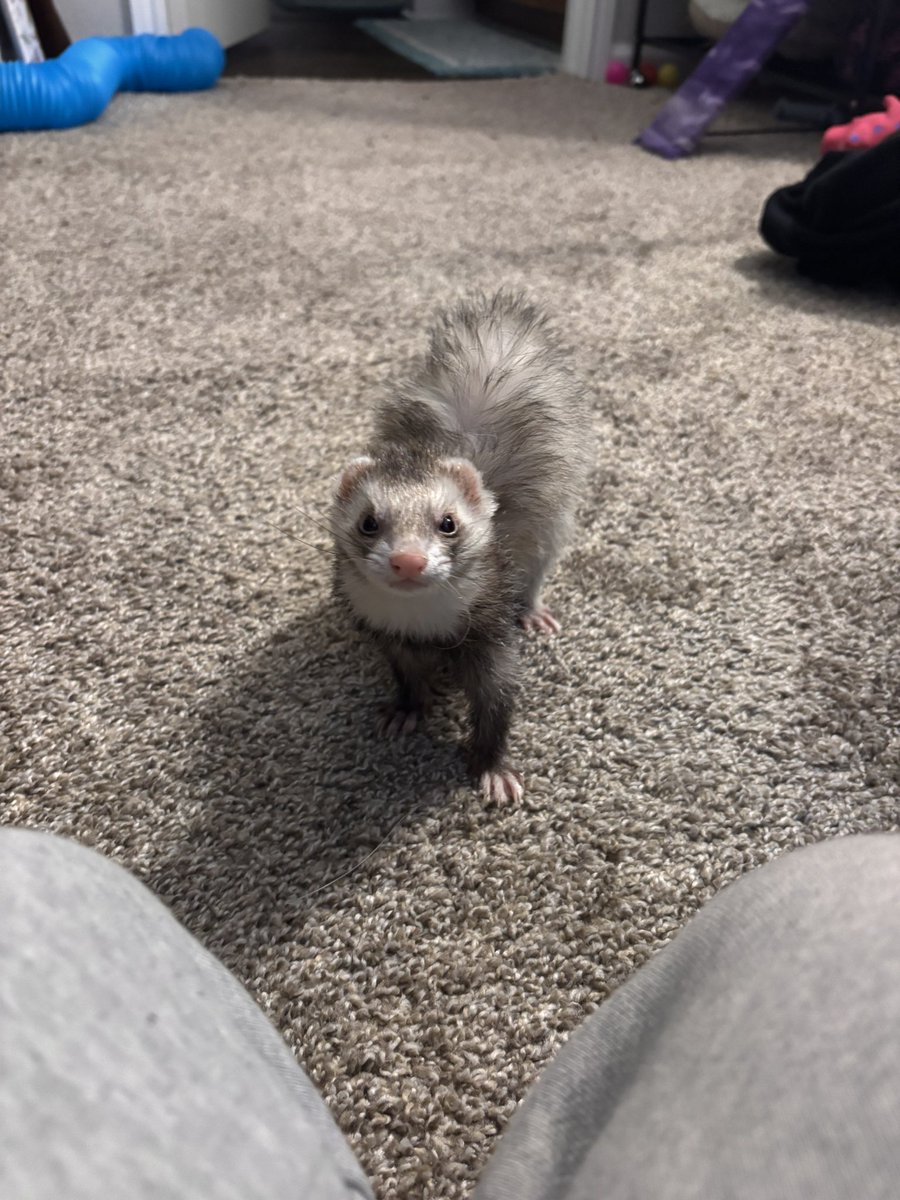 WAWA 👾⭐️ DawgTuber tweet media