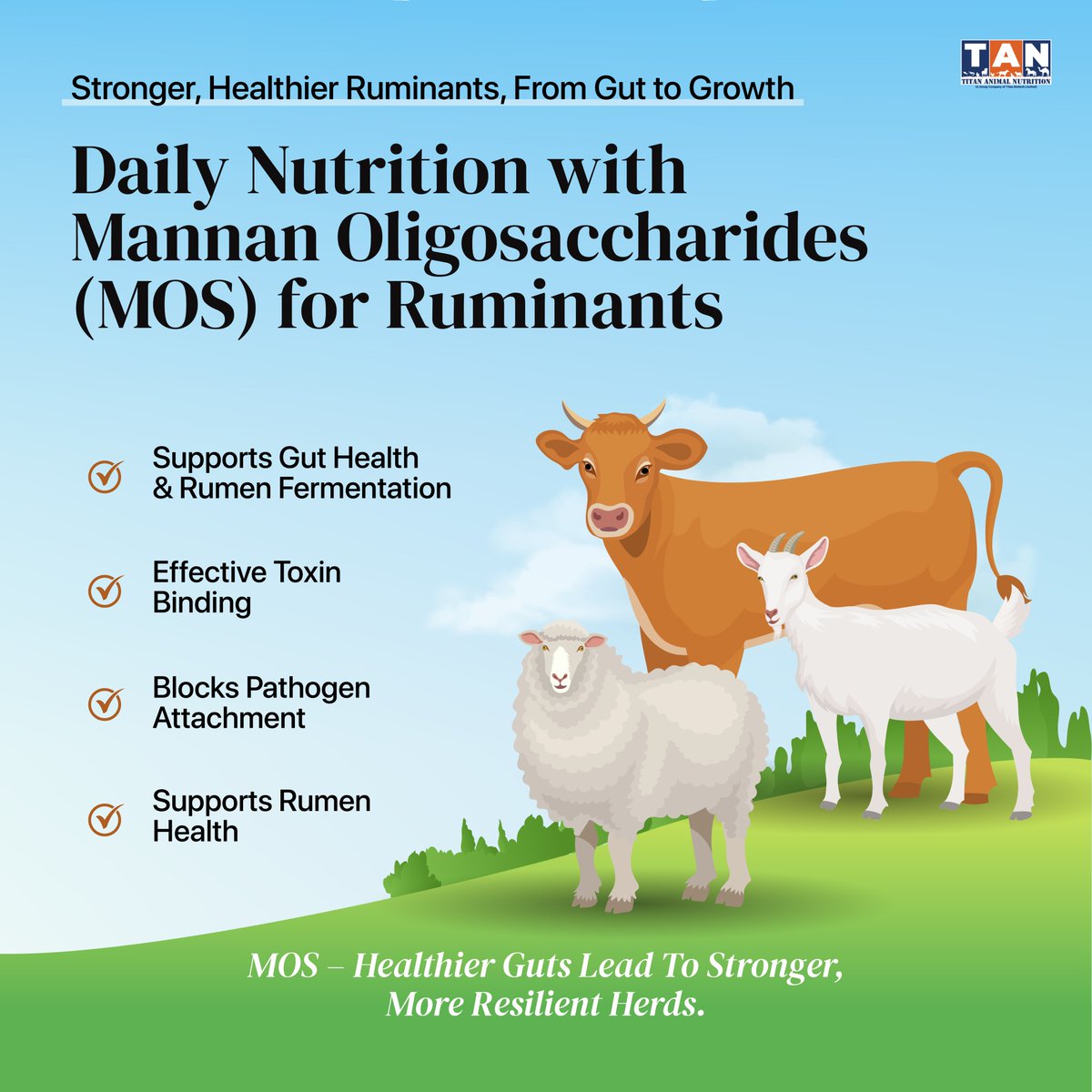 titananimalfeed's tweet image. Gut health powers ruminant performance.
Mannan oligosaccharides (MOS) support rumen health, improve fermentation, &amp;amp; help bind toxins, supporting stronger, more efficient herds.
titananimalnutrition.com/mannan-oligosa…
#TitanAnimalNutrition #RumenHealth #AnimalNutrition #GutSupport