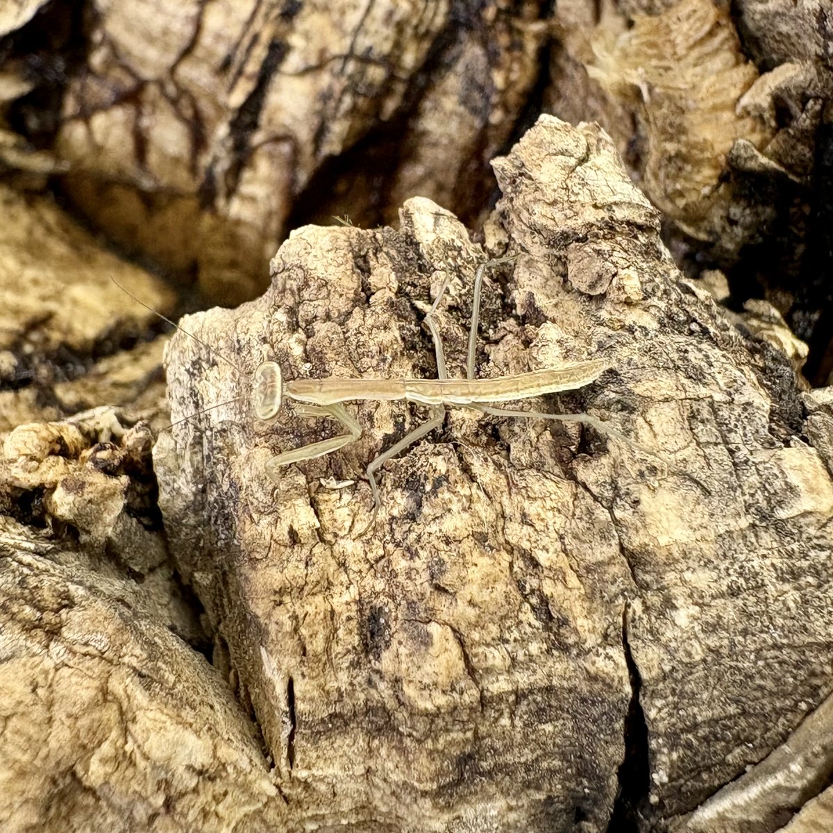 MJWF's tweet image. 1回目の脱皮の後。少し大きくなったが、まだユスリカの成虫は捕まえることはできないようだ。