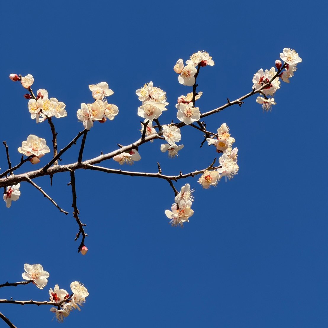河津桜や梅がどんどん開花🌸春がたのしみ。
