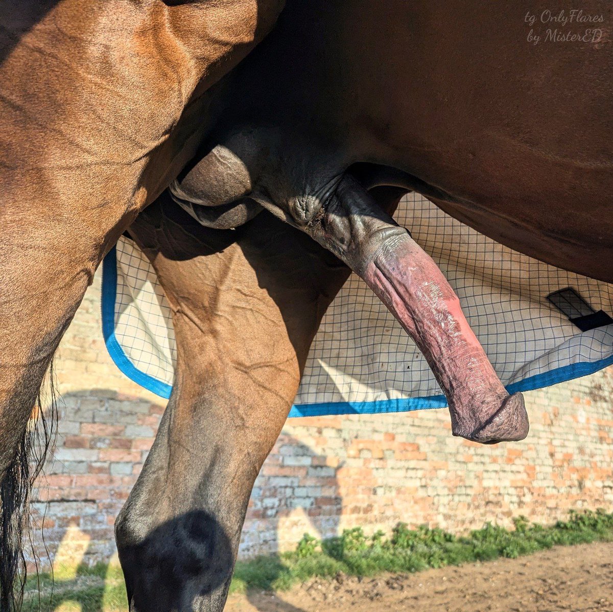 RCX69's tweet photo. I need real horsecocks! #horsed https://t.co/EWMBCdIVaV