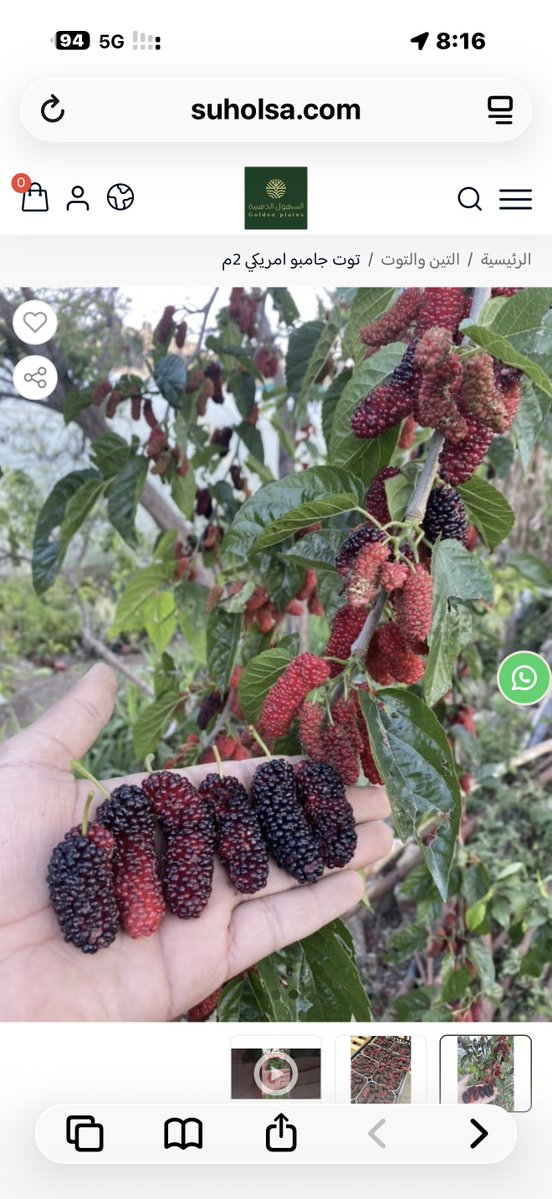 ** شتلات توت جامبو أمريكي الأصلي – الجودة المضمونة 100%!** 🇺🇸🍇

متوفر الآن عندنا في **متجر السهول الذهبية** (suholsa.com) أفضل شتلات **توت جامبو أمريكي** (Blackberry Jumbo American) بأحجام قوية وصحية جاهزة للزراعة والإثمار السريع!

**مميزات الصنف اللي يميزه عن