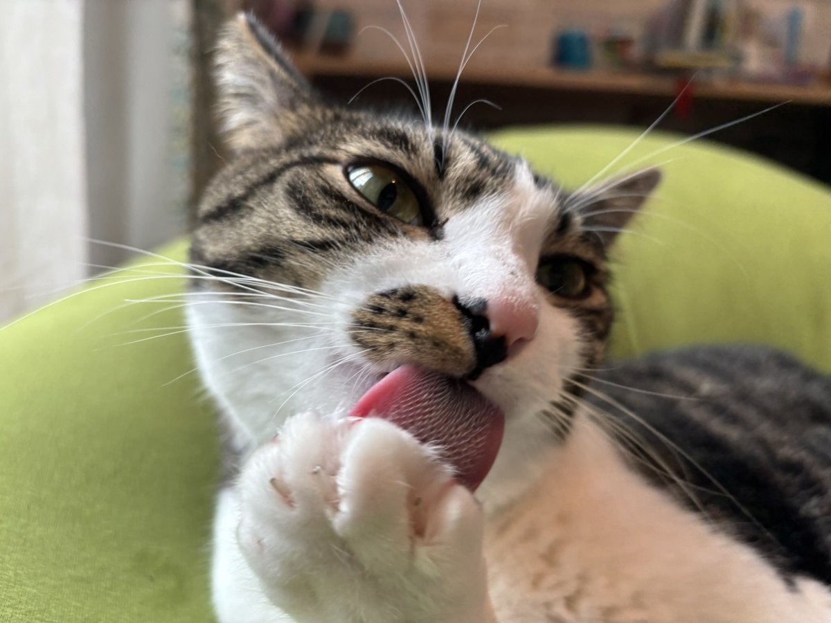 思いのほか多くの方に見ていただいているので、盗んだネコものせておきます。名前はぽんです。
人の食事を埋めたりするわるいネコです。