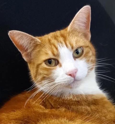 George The Stourbridge Junction Station Cat tweet media