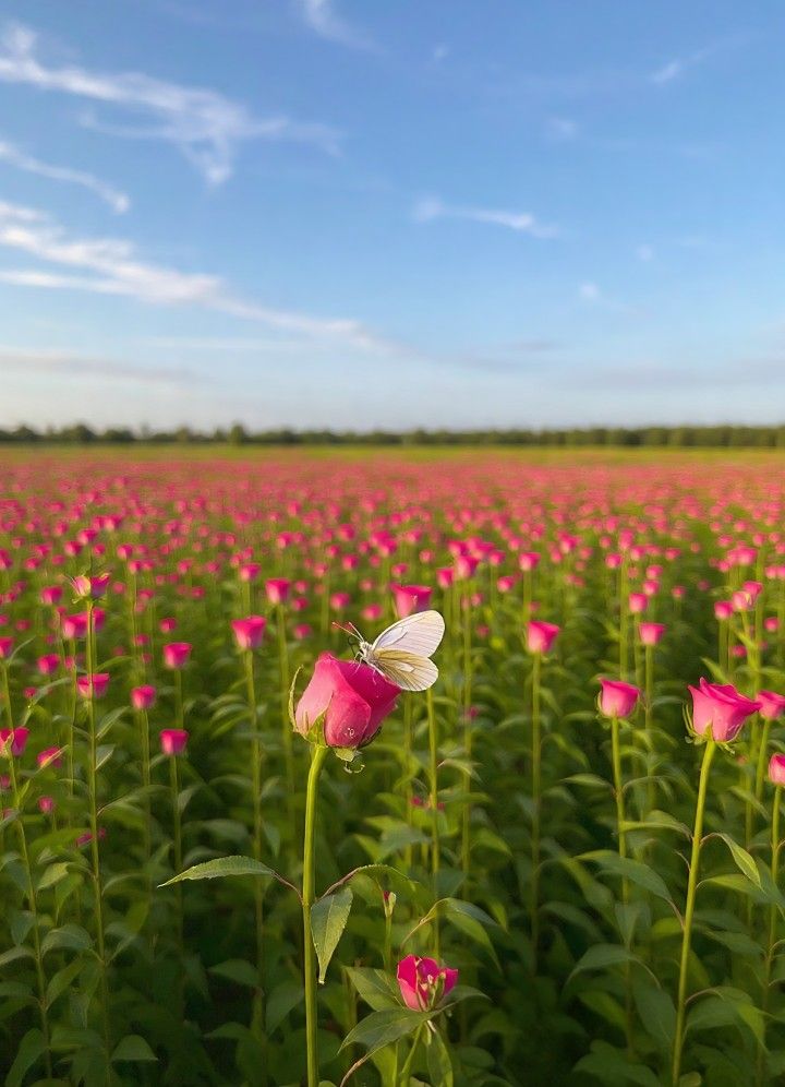 ᅠ ᅠ (@greendreaams) on Twitter photo 