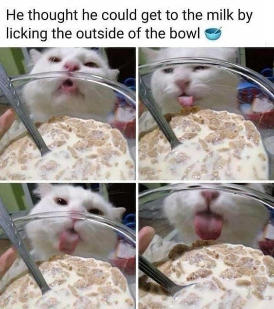 WholesomeMemes (@wholesomememe) on Twitter photo 