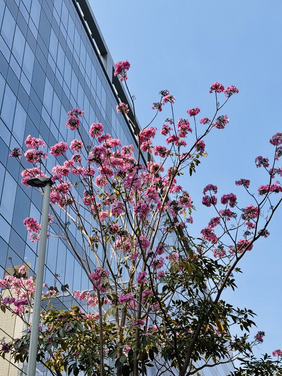 artoverasters's tweet image. hello monday 🌸