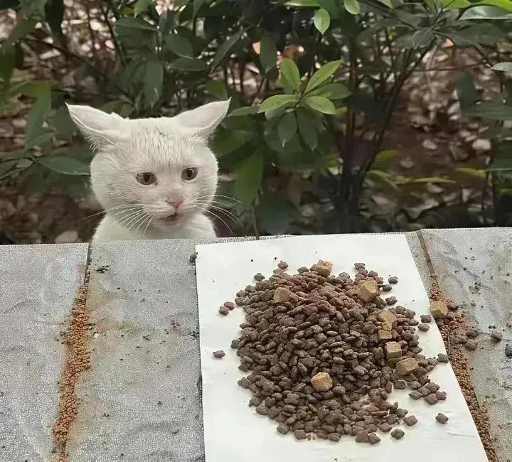 nyse_min's tweet image. 사회생활 만렙 길냥이

사료 줄때마다 저런 표정이라고 하네요. 
밥줄맛 날듯