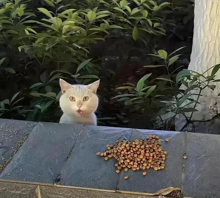 nyse_min's tweet image. 사회생활 만렙 길냥이

사료 줄때마다 저런 표정이라고 하네요. 
밥줄맛 날듯