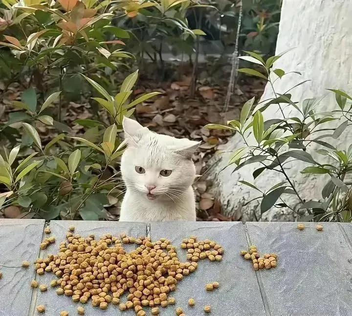 nyse_min's tweet image. 사회생활 만렙 길냥이

사료 줄때마다 저런 표정이라고 하네요. 
밥줄맛 날듯