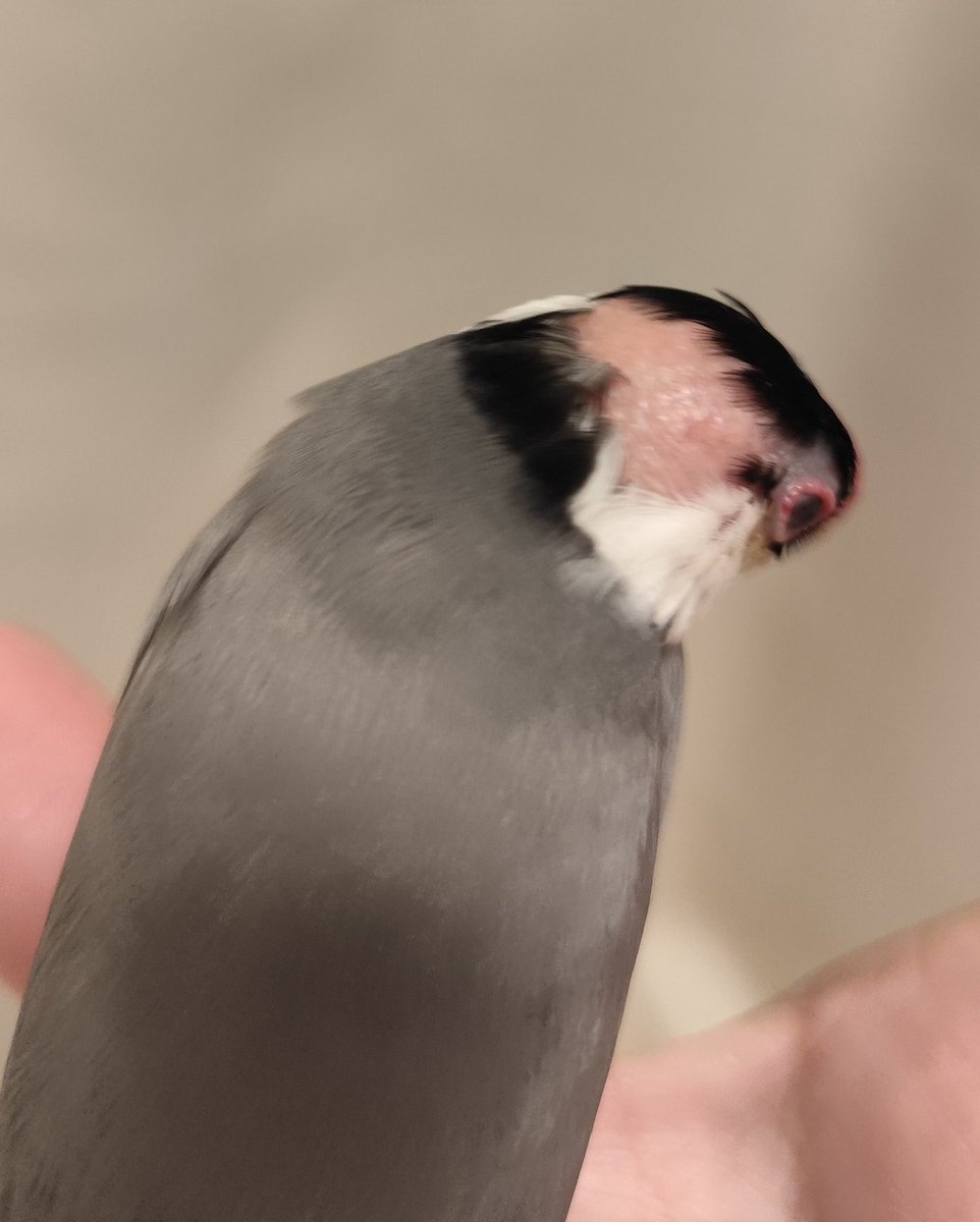 前からみるとフサフサ🐦
後ろからみるとおハゲ🐦

1年通して何回もフサフサ↔おハゲを繰り返している麦

病院で診てもらっても病気ではないといわれているので待つのみ💦

早くはえてこーい！！