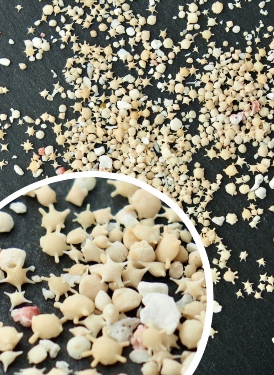 ”星の砂”は有孔虫（原生動物根足虫類に属する単細胞生物）で、糸状の管を殻から出して食物を採り海面を漂いながら生きています。
有孔虫の殻は死後いったん海底に溜まりますが、後に浜に打ち上げられて乾燥し星の砂になります。