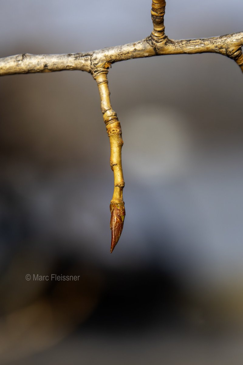 Down by the river. The awakening. Good #MondayMorning my dear friends, I wish you all a great day and a good start to the new week!