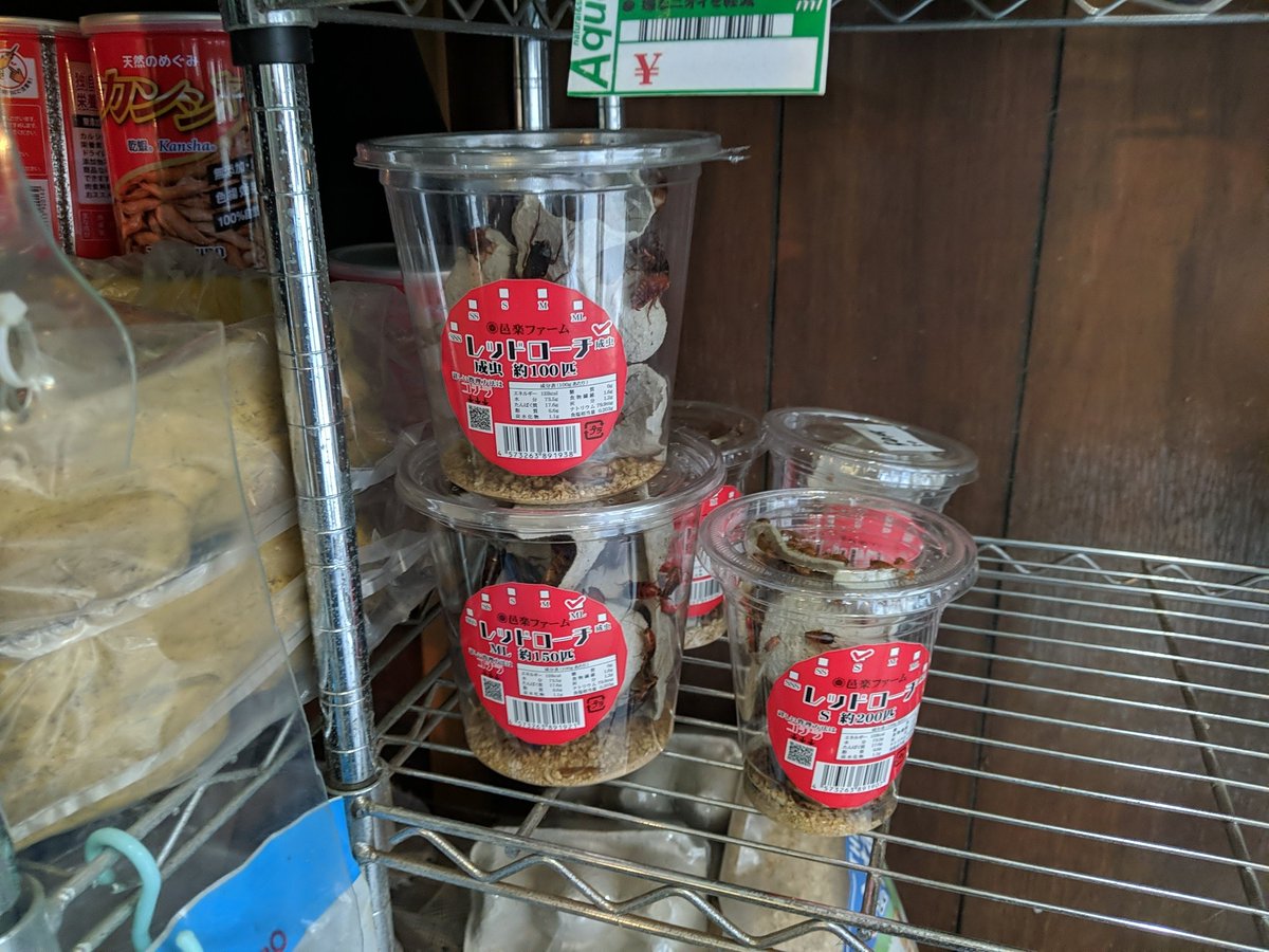 レッドローチお手入れ完了しました（ゼェゼェ⋯）
⋯生存率がかなり高いので活餌ストックとしてはかなりコスパいいですね。
ご利用お待ちしています。