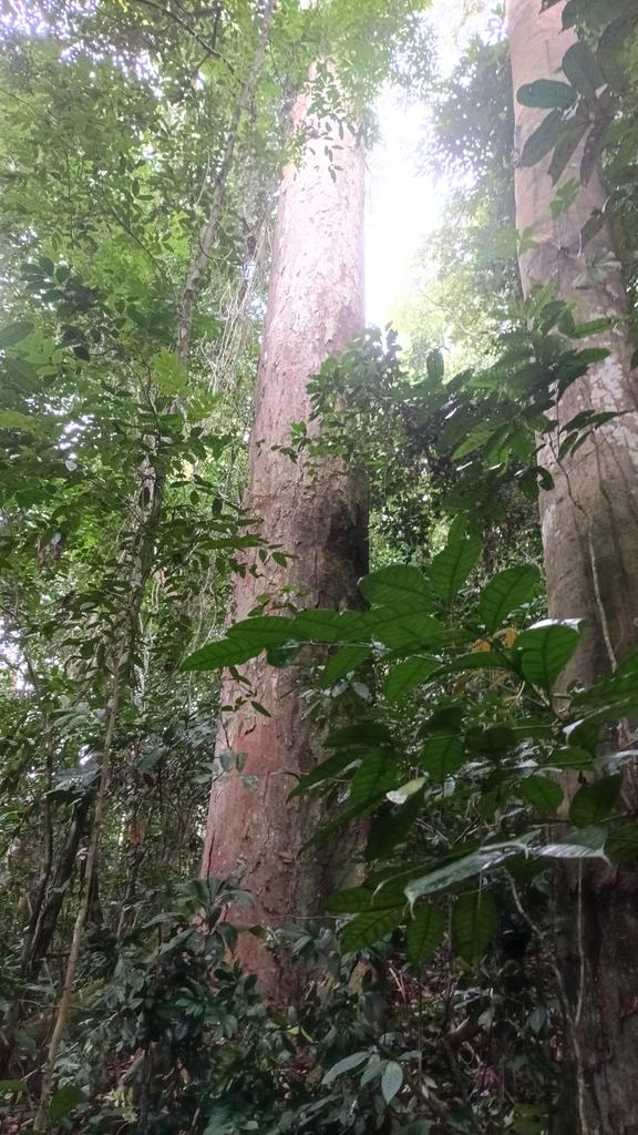 Forget magical technological fixes for a second. We already possess the most sophisticated, self-sustaining carbon capture technology on the planet: forests.They store roughly 771 billion tonnes of carbon in their trunks, roots, and soils.Cut down forests, release that carbon.
