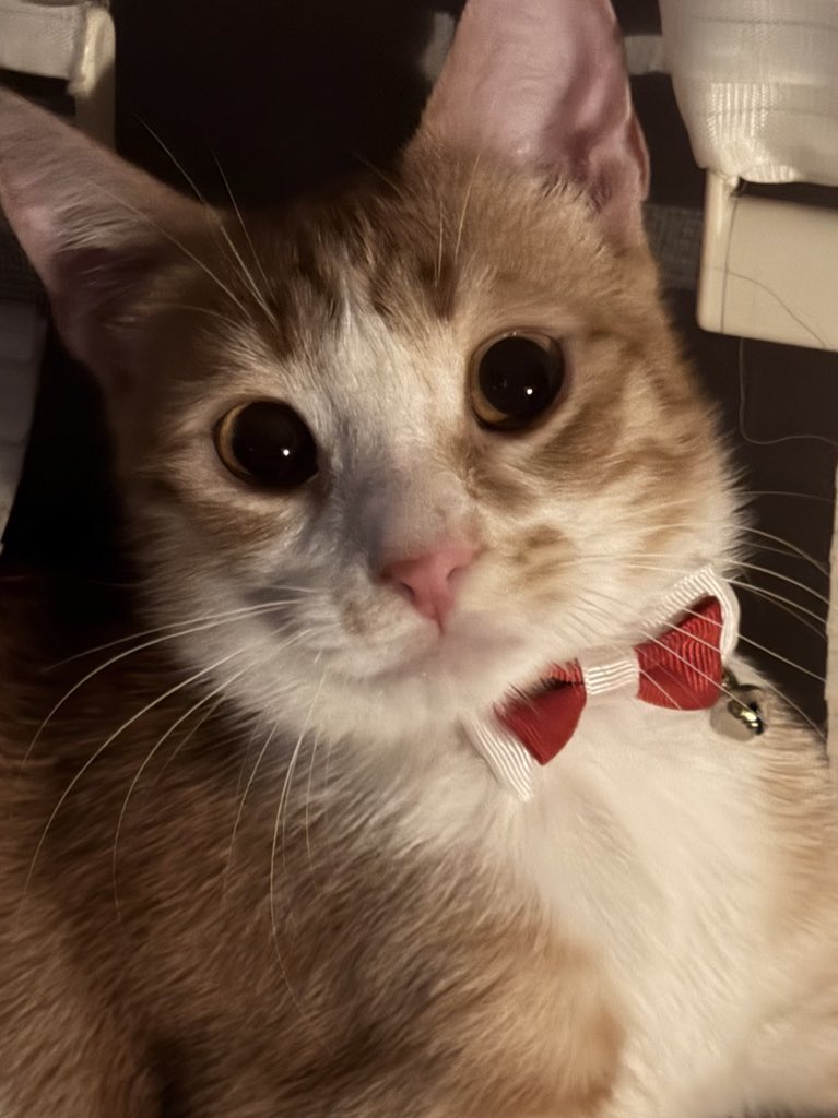 toptopistoprak's tweet photo. Tarçın ve Bademin FIP tedavisi için desteğe ihtiyacım var. 
Tarçın gençlik hastalığı ve FIP tedavisi görüyor 😫 
Bademin kan paraziti tedavisi bitti FIP kaldı geriye 🥹 
Destekleriniz çok önemli, bir gün bile aksatmadan iğne vurulmaları gerekiyor. 
Desteklerinizi rica ediyorum 🙏🏻 https://t.co/ougJTRjSDq