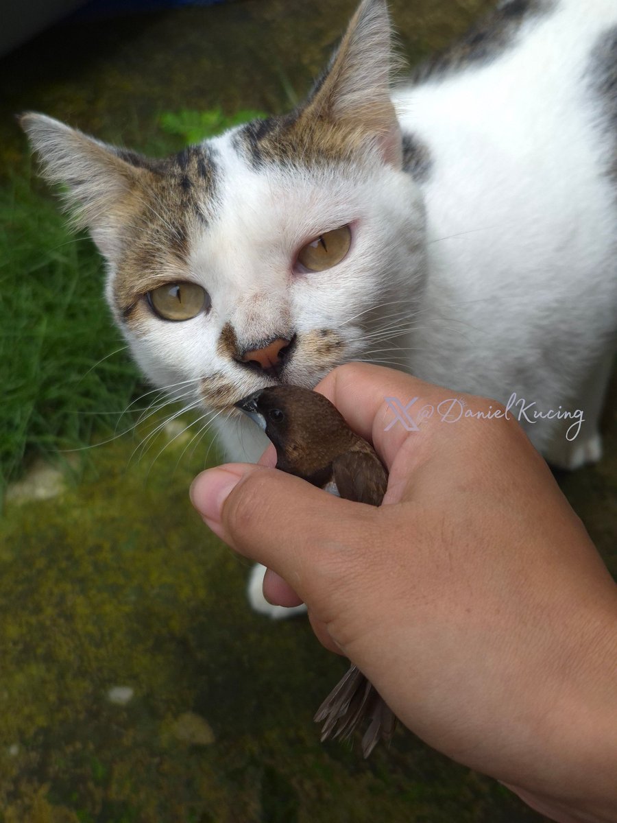 Today we had a visitor plucking grass from our front yard for her nest. Bro Mini found her, then gave her to our family. She was tame, in good condition, with no wounds, and was released afterward. See u again, little birdie 🐾