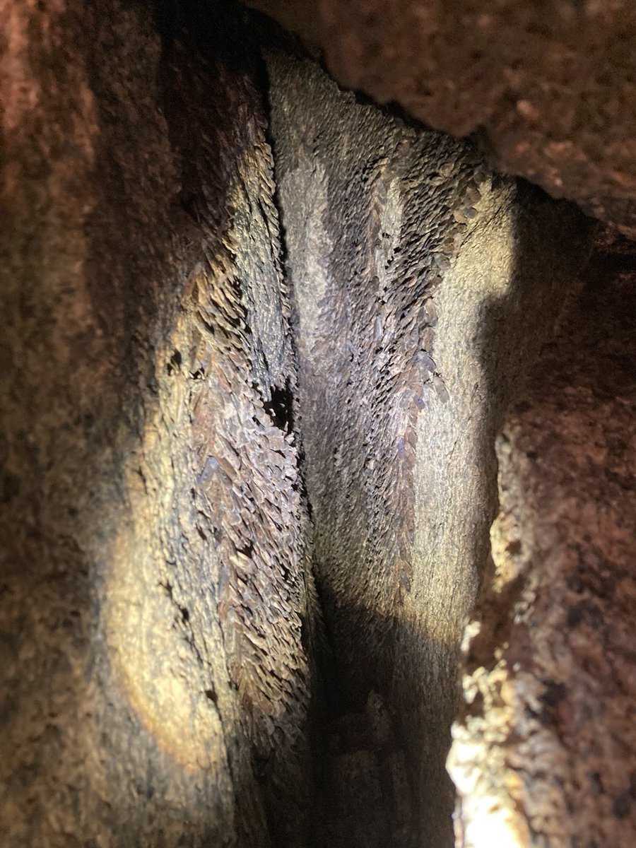 Peter Caley tweet media